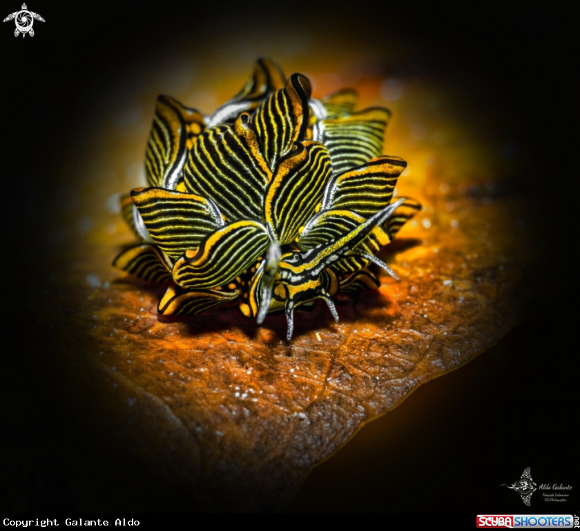 A Tiger Butterfly Sea Slug