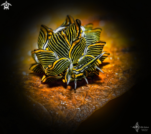 A Tiger Butterfly Sea Slug