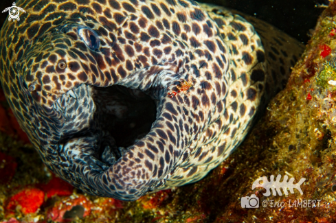 A Moray and cleaner shrimp