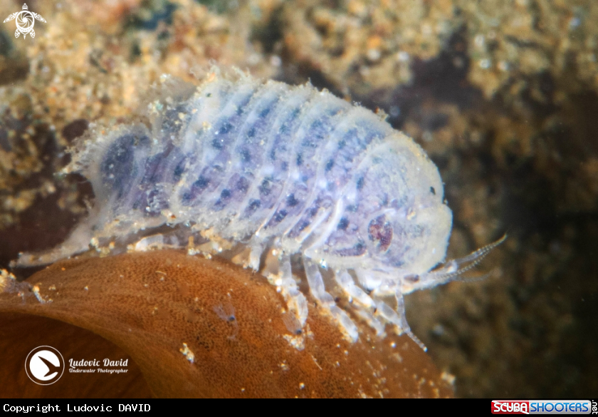 A Isopod from Spaeromatidae Family