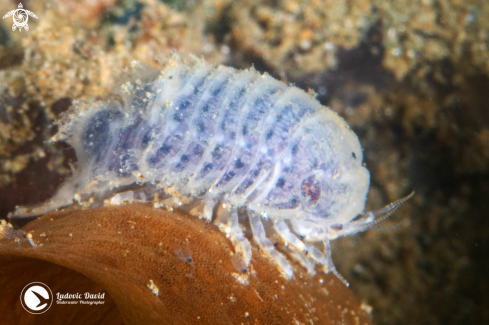 A Isopod from Spaeromatidae Family