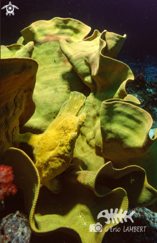 A Yellow frog fish