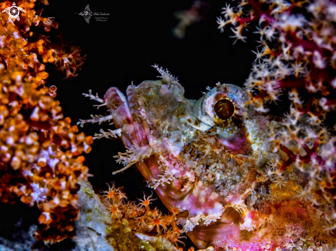 A Scorpionfish