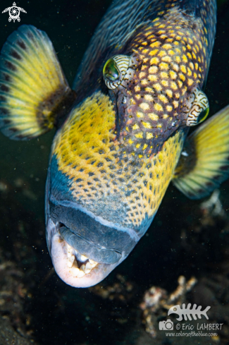 A Giant triggerfish 