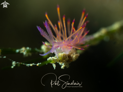 A nudibranch