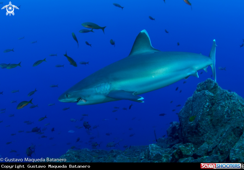 A Silvertip Reef shark