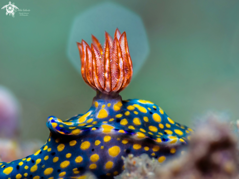 A Nudibranch