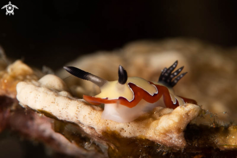 A Nudibranch 