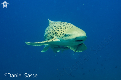 A Zebra Shark