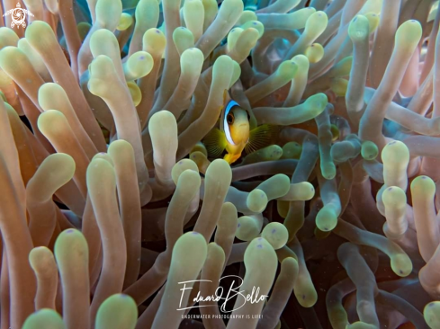 A Two banded anemonefish | Anemonefish