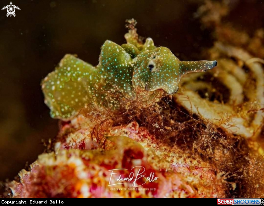 A Green weed nudibranch 