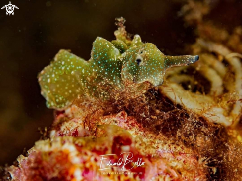 A Green weed nudibranch 