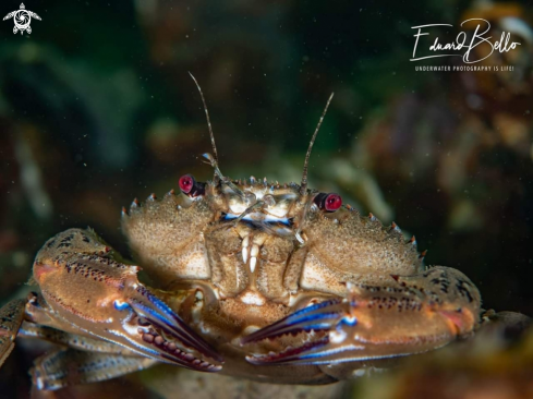 A Crab, fluwelen zwemkrab 