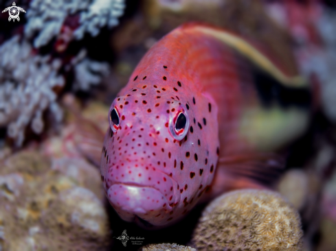 A Black-sided Hawkfish