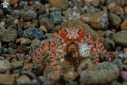 A Lybia edmondsoni | Cheerleader Crab