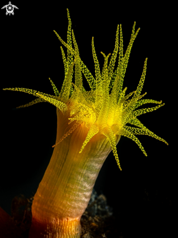 A Tubastraea coccinea | Cup Coral 