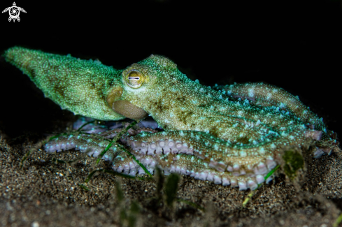 A Starry night octopus