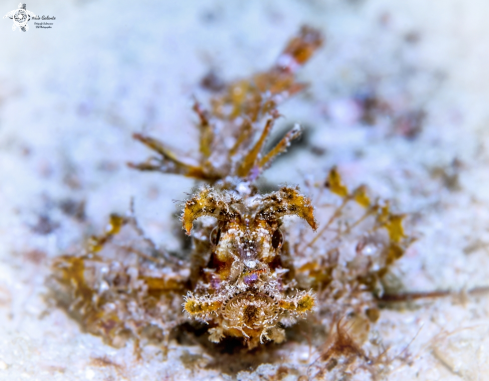 A Ambon Scorpionfish