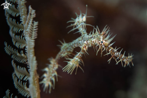 A Ghostpipefish 