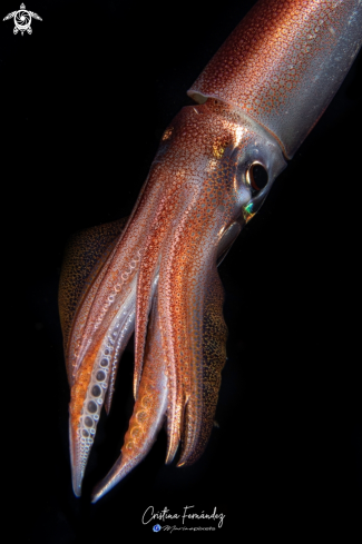 A Squid