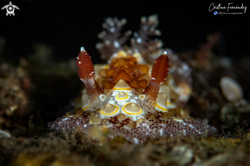 A Carninodoris estrelyado - Starry Carmindoris | Nudibranch