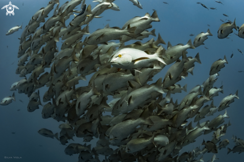 A Lutjanus bohar | Red Snapper