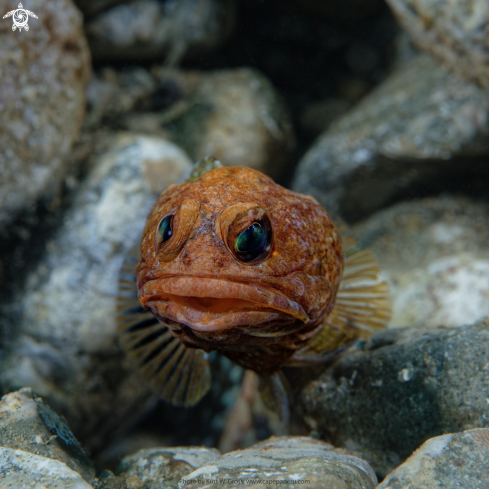 A Opistognathus dendriticus | Jawfish