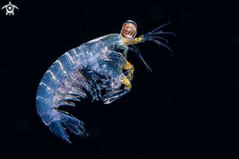 A mantis shrimp