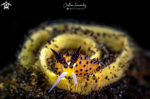 A Nudibranch