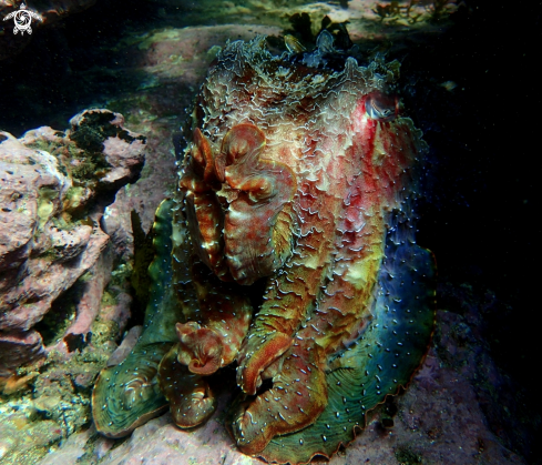 A Australian giant cuttlefish