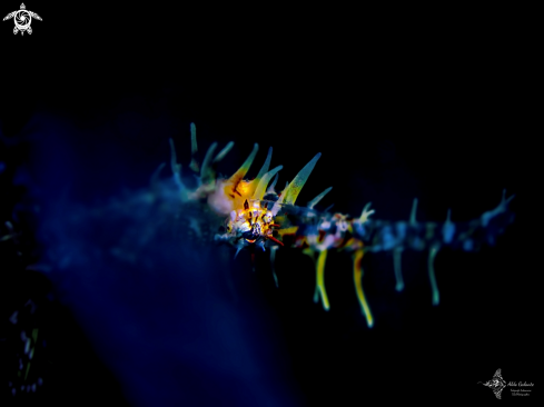 A Ghost Pipefish