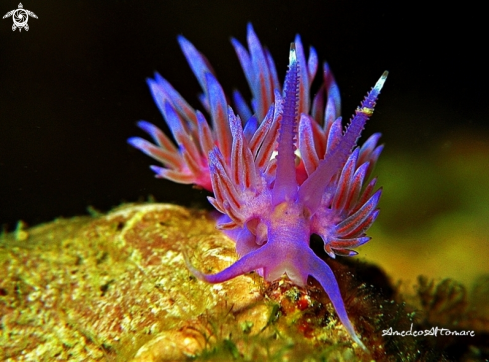 A flabellina affinis | 