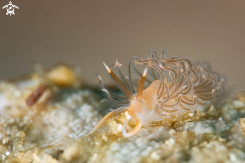 A Nudibranch 