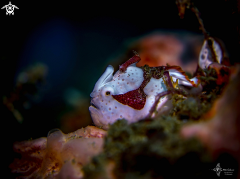 A Frogfish Juvenil