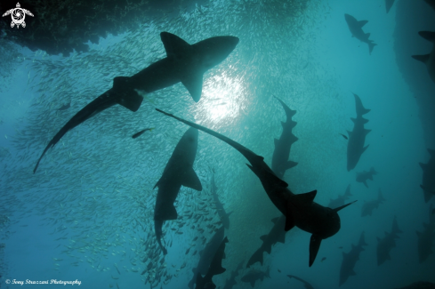 A Carcharias taurus | Grey Nurse Shark