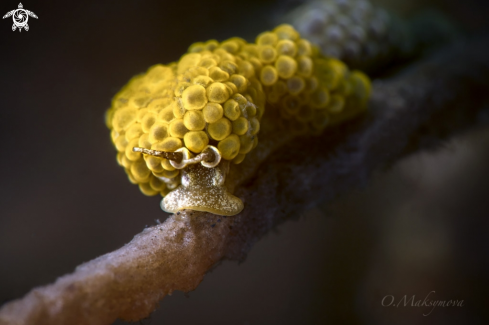 A Nudibranch Doto ussi  