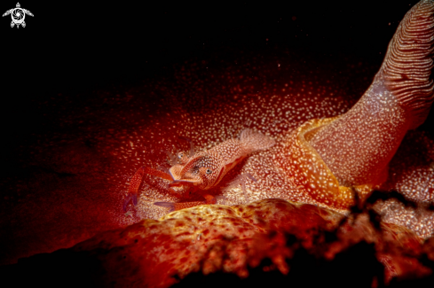A Emperor shrimp on Spanish Dancer nudibranch