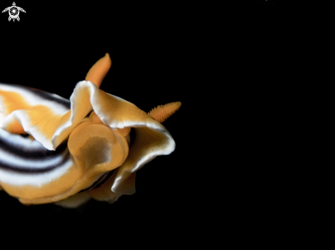 A Nudibranch