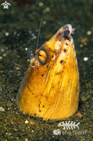 A Shrimp on eel