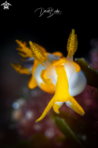 A (𝑻𝒓𝒂𝒑𝒂𝒏𝒊𝒂 𝒎𝒂𝒄𝒖𝒍𝒂𝒕𝒂) | Nudibranch Trapania