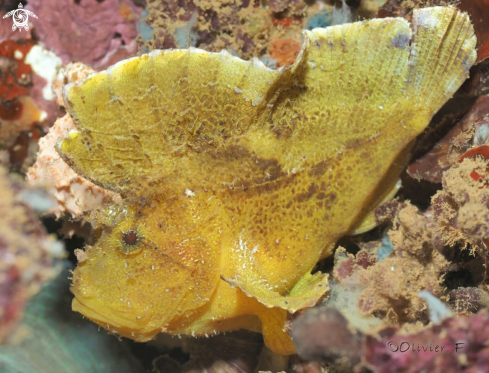 A Taenianotus triacanthus | Paperfish