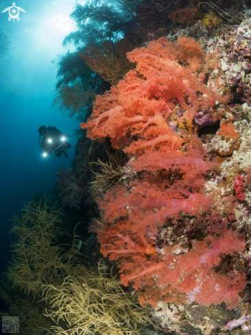 A  Dendronephthya sp | Soft coral