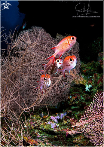 A Sea fan