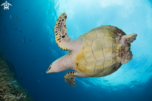 A Hawksbill Turtle