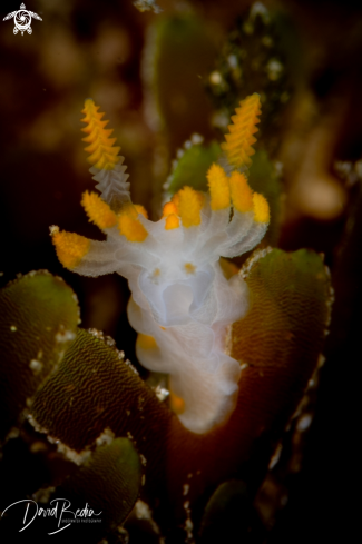 A Nudibranch Limacia