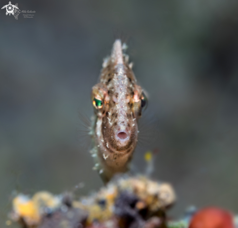 A Filefish