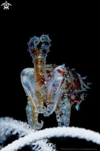 A Sepiida | Cuttlefish