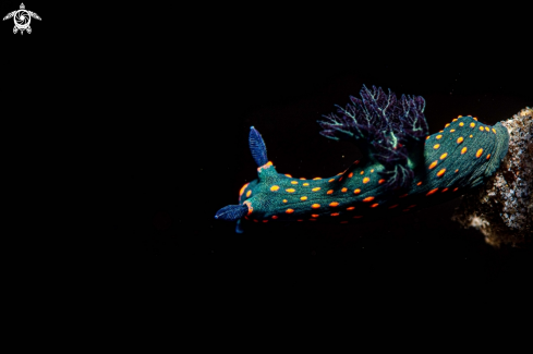 A Nembrotha sp.