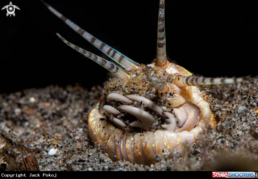 A Bobbit worm