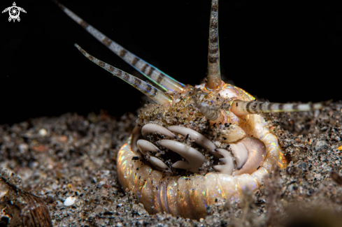 A Bobbit worm